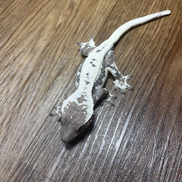릴리 세이블
