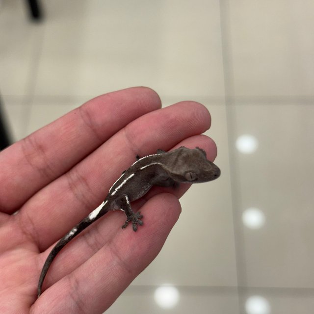 아잔틱 핀스트라이프