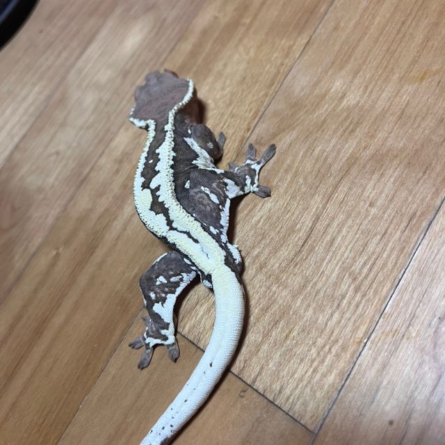 프라푸치노