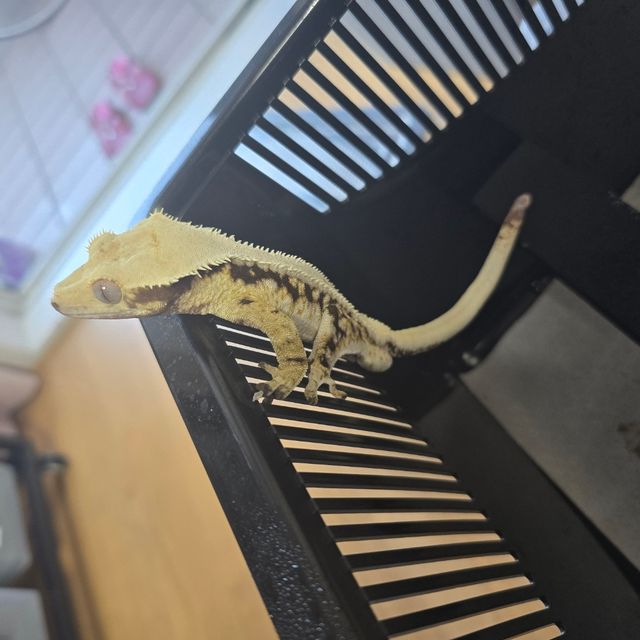 Lilly 100% Het Axanthic