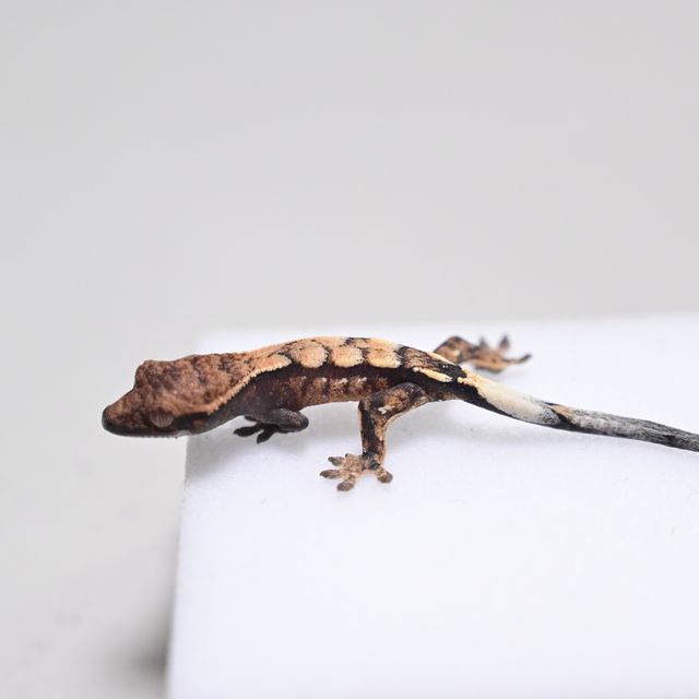 세이블