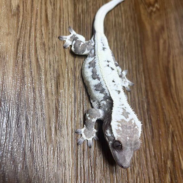 릴리 세이블