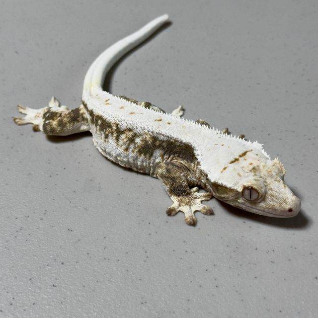 릴리화이트 트라이