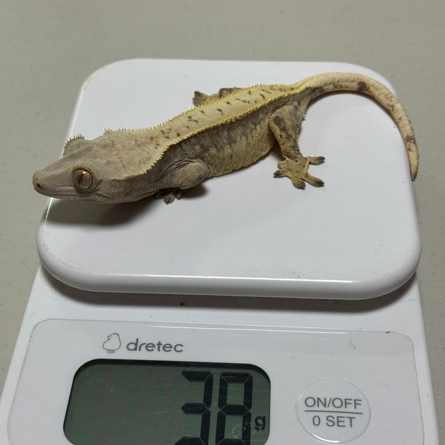 노멀
