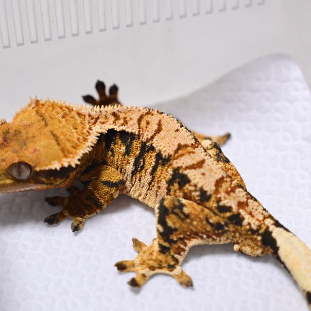트라이