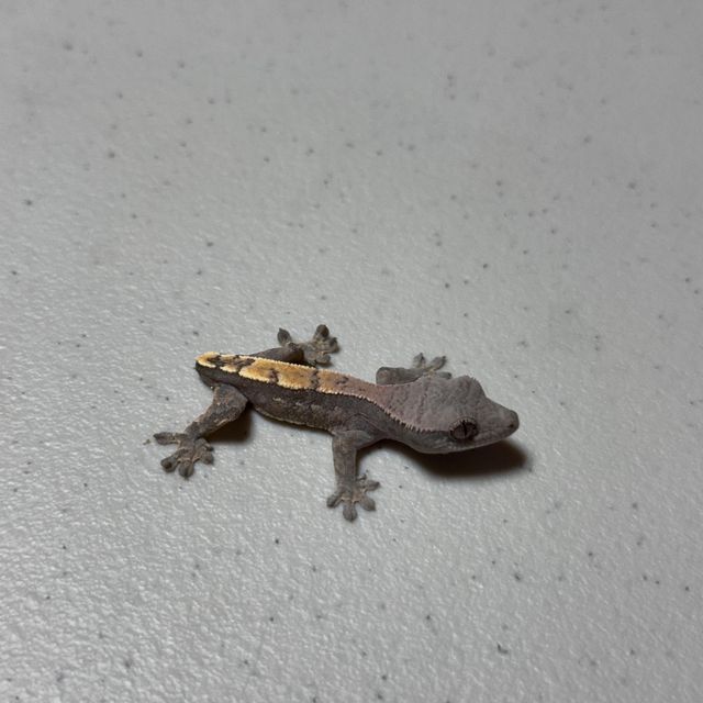 세이블