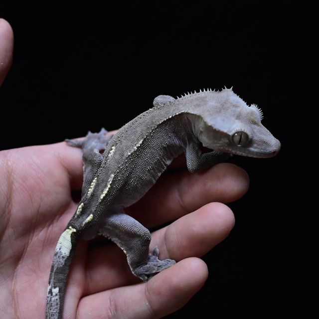 아잔틱