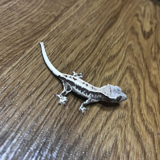 프라푸치노