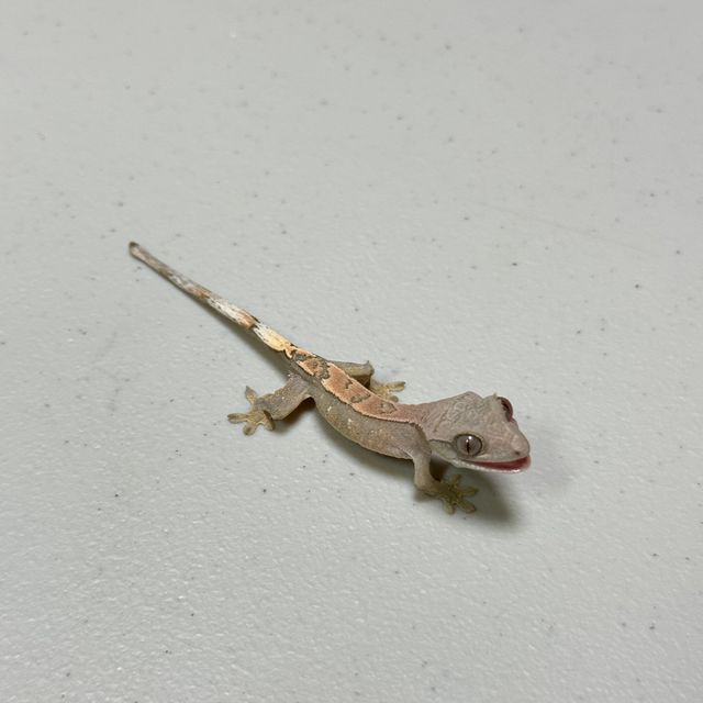 세이블