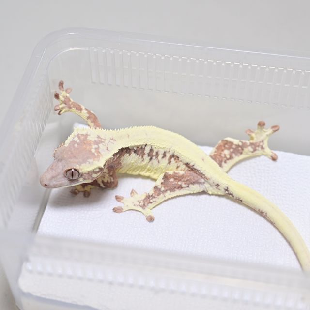 릴리 세이블
