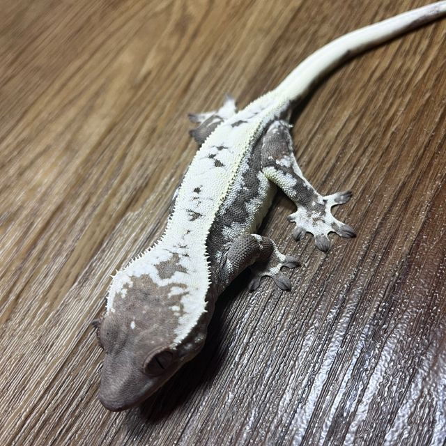 릴리 세이블