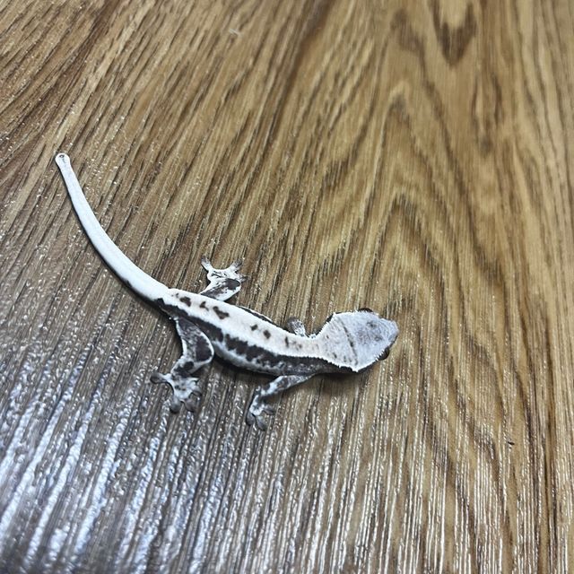 프라푸치노
