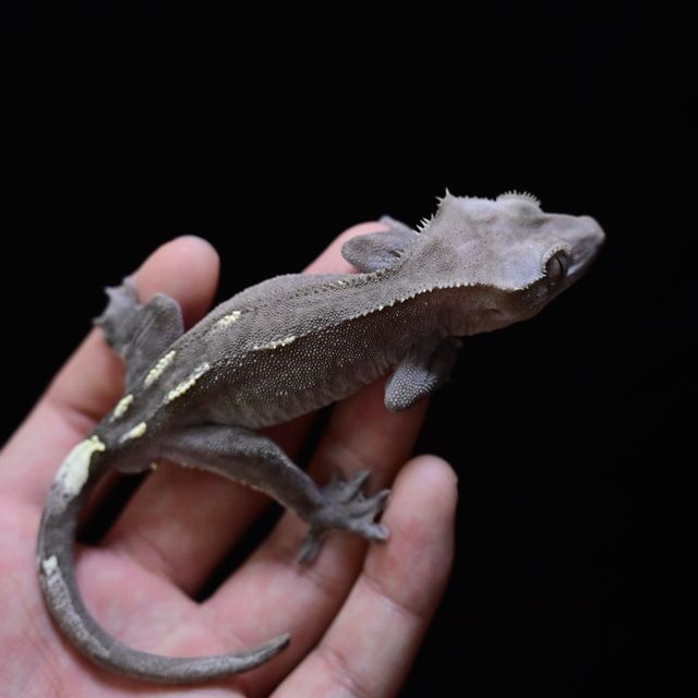 아잔틱