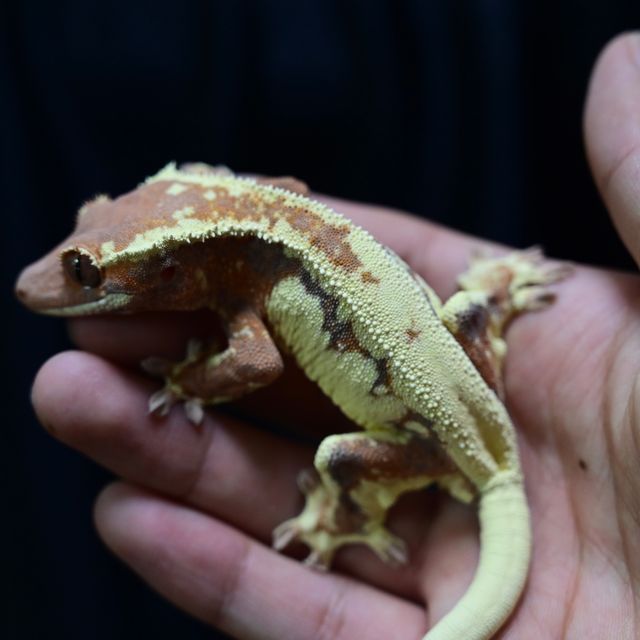 프라푸치노