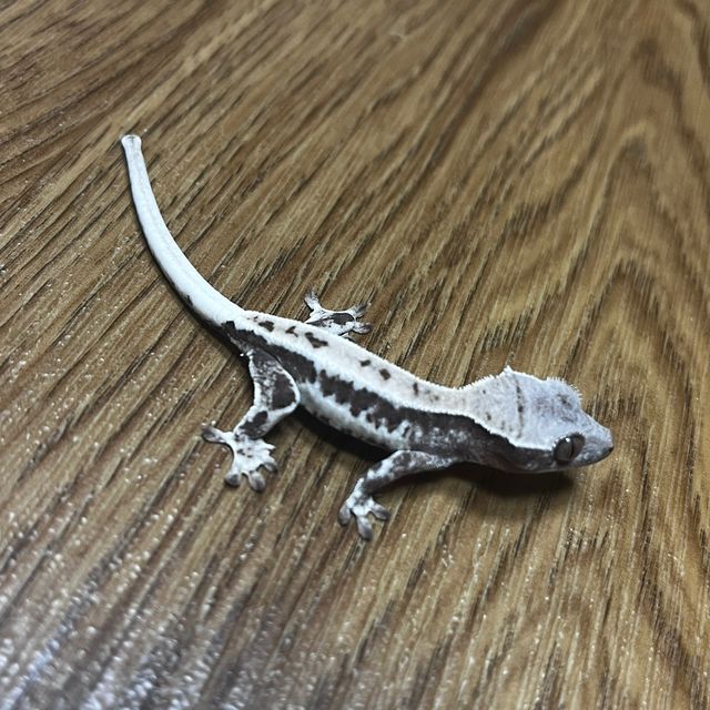 프라푸치노