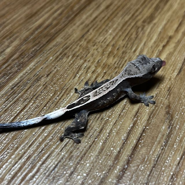 세이블