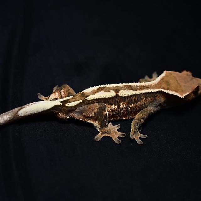 100% Het Axanthic Sable