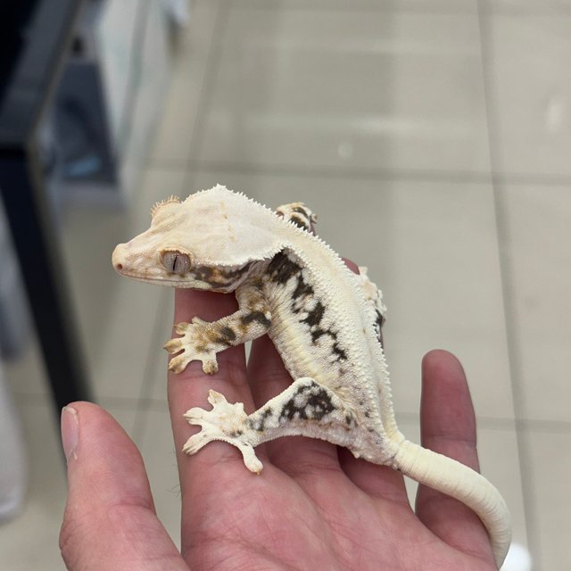 Lilly White Solid Back