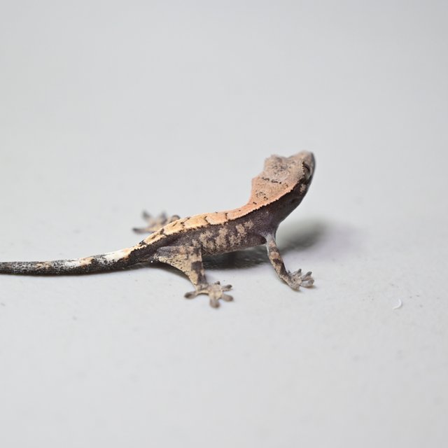 세이블