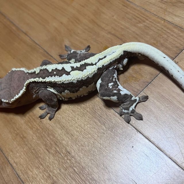 프라푸치노