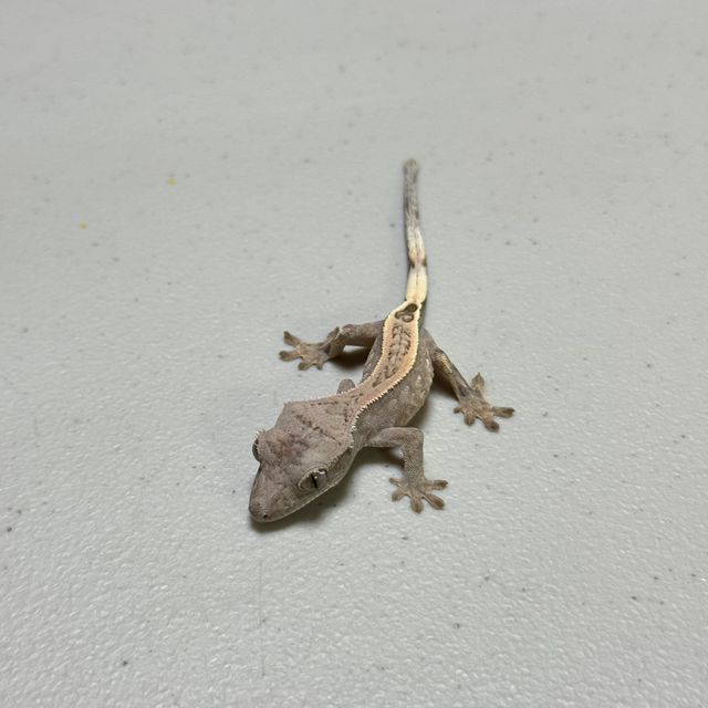 세이블
