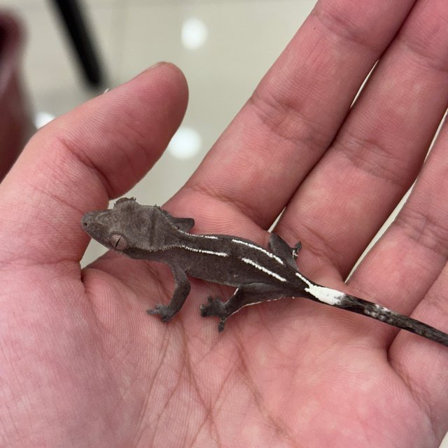 아잔틱 핀스트라이프