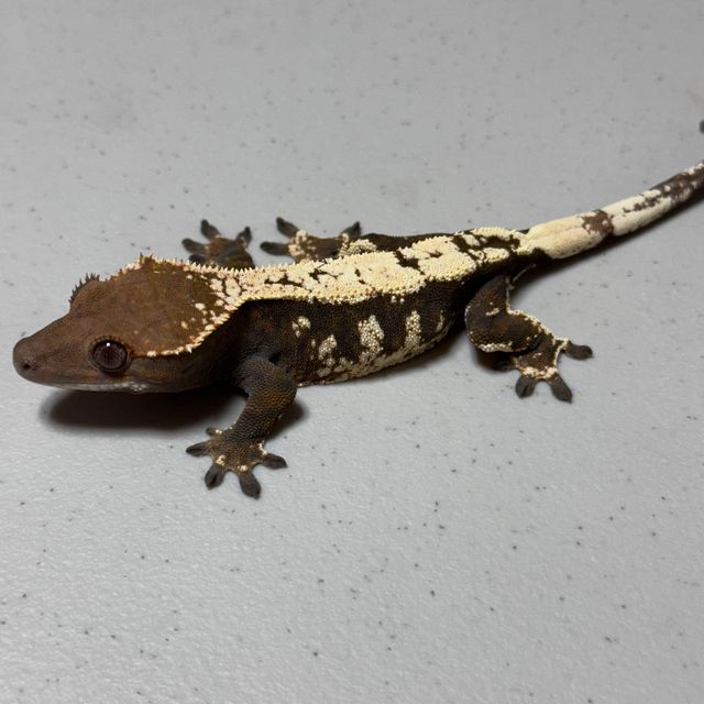 세이블