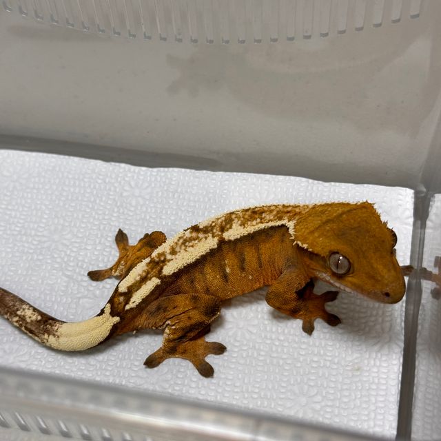 세이블 텐저린