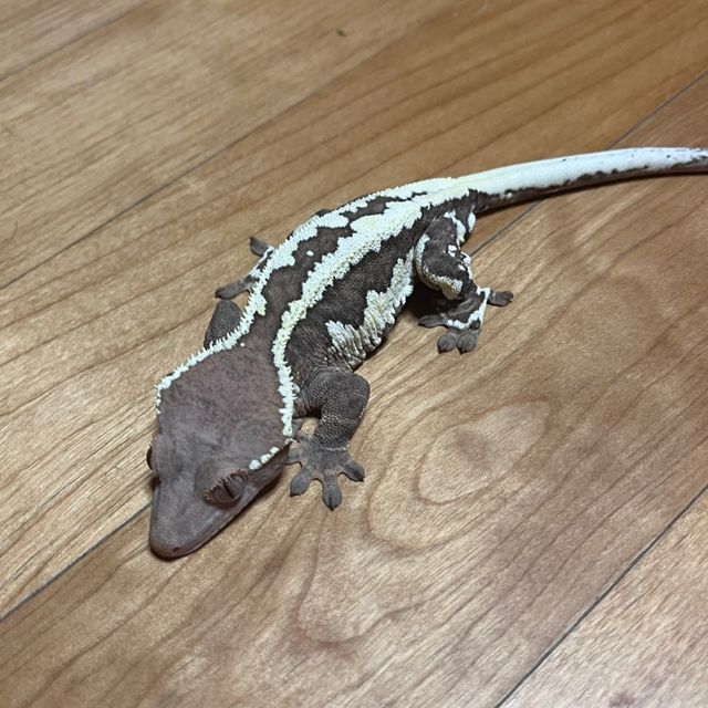 프라푸치노