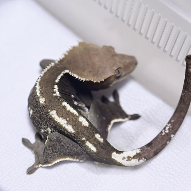 아잔틱