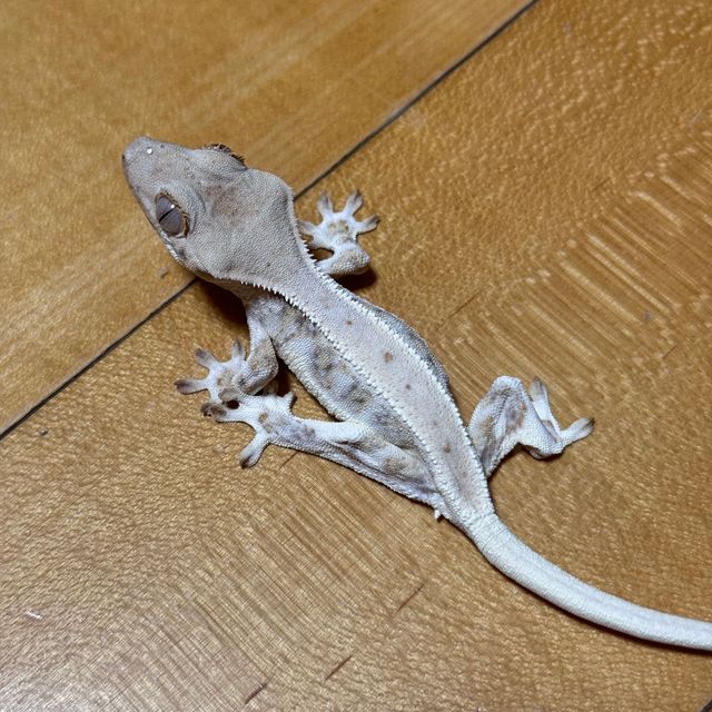 릴리화이트