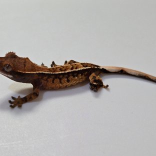 카푸치노 트라이 핀스트라이프