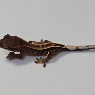 카푸치노 엠티백 핀스트라이프