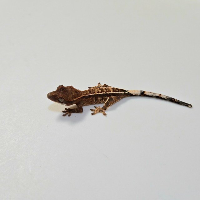 카푸치노 트라이 핀스트라이프