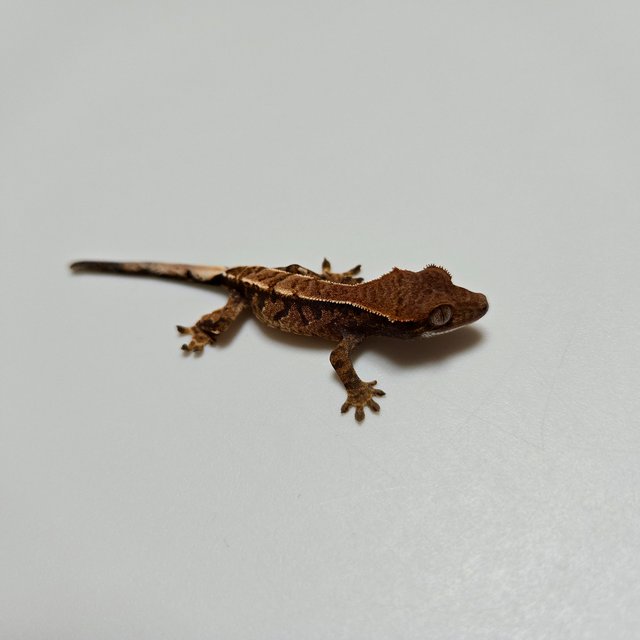 카푸치노 트라이