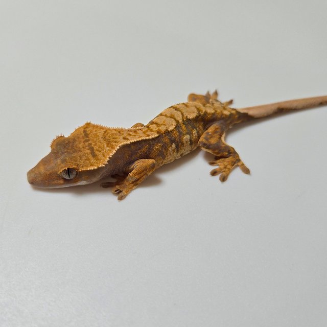 노멀 트라이 익스트림할리퀸 바브