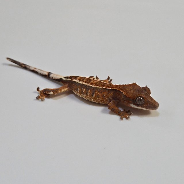 카푸치노 핀스트라이프