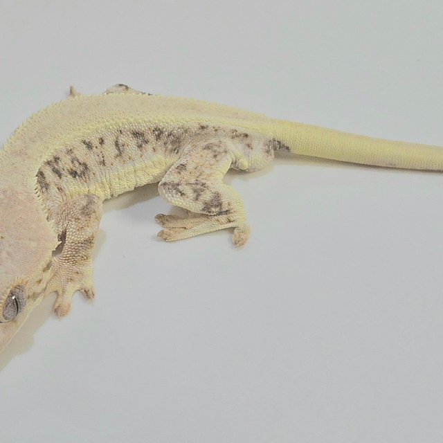 릴리화이트 솔리드백