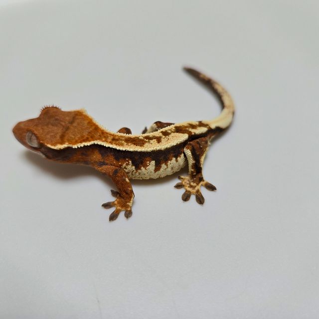카푸치노 텐저린