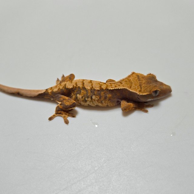 노멀 트라이 익스트림할리퀸 바브