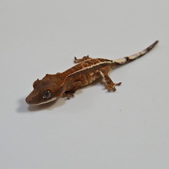 카푸치노 핀스트라이프