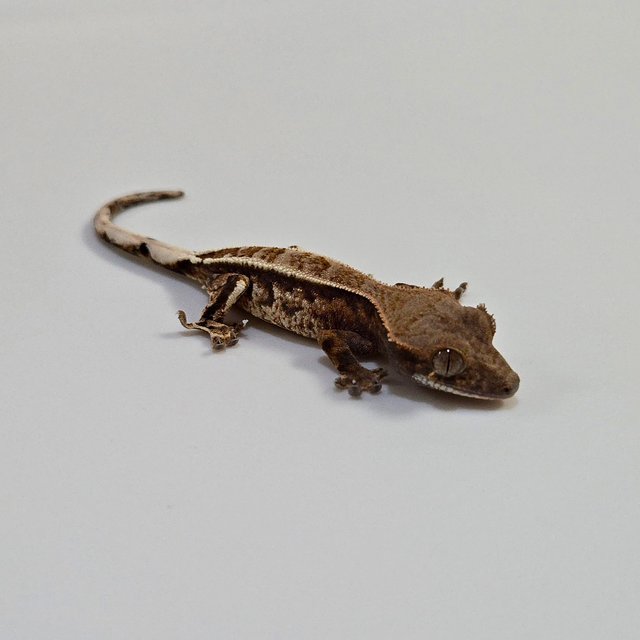 카푸치노 핀스트라이프 트라이