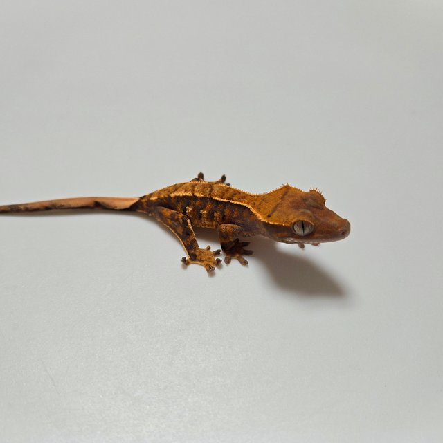 노멀 트라이 익스트림할리퀸 텐저린 바브