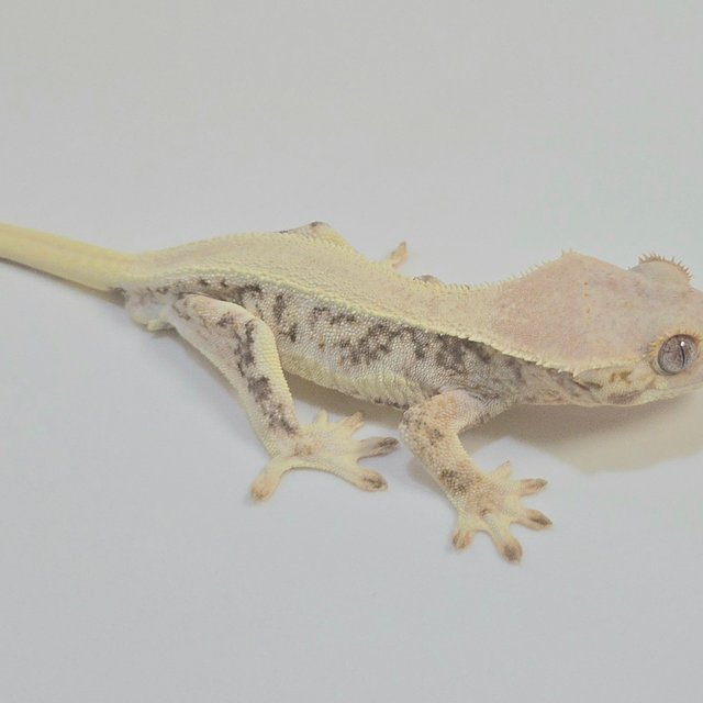 릴리화이트 솔리드백