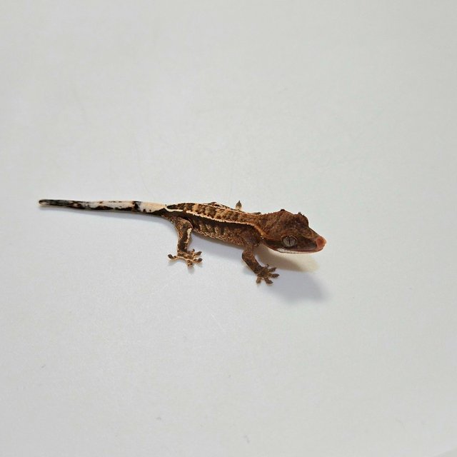 카푸치노 트라이 핀스트라이프