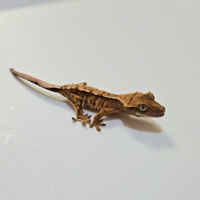 트라이 익스트림할리퀸 노멀