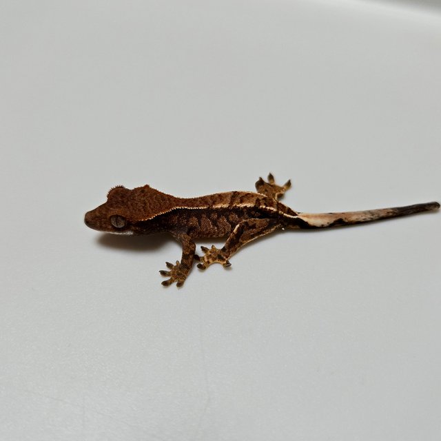 카푸치노 트라이