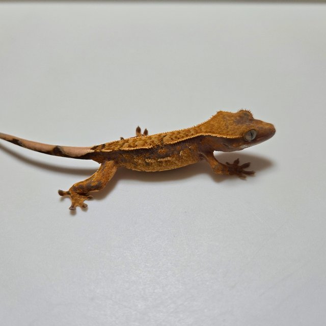 텐저린 핀스트라이프 트라이 노멀