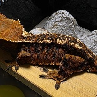 텐저린 바브 트라이 익스트림할리퀸