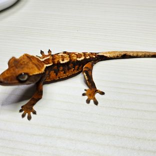 바브 트라이 익스트림할리퀸 텐저린